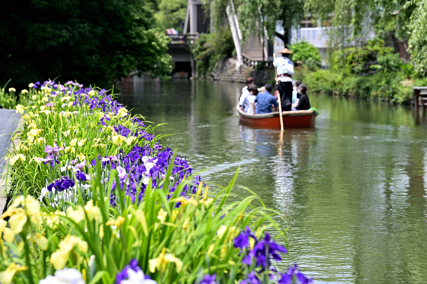 柳川市　川下り　巡る掘割　花菖蒲