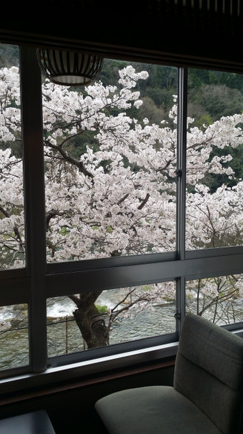 桜満開