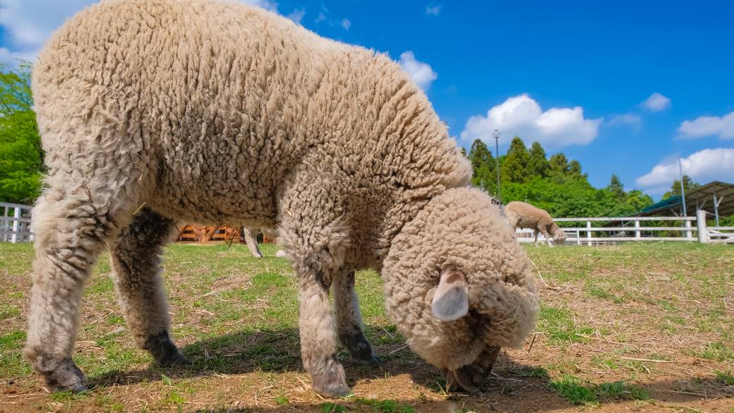 羊山公園 ふれあい牧場 / 5