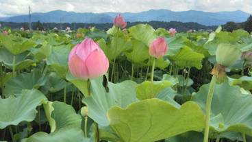 施設の敷地 / 21