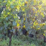 カーブドッチ（カーブドッチ）