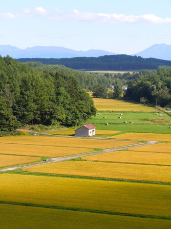 秋の東川町