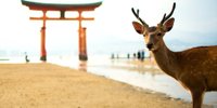 女子旅ならここへ行こう♪広島県のおすすめ観光スポット12選