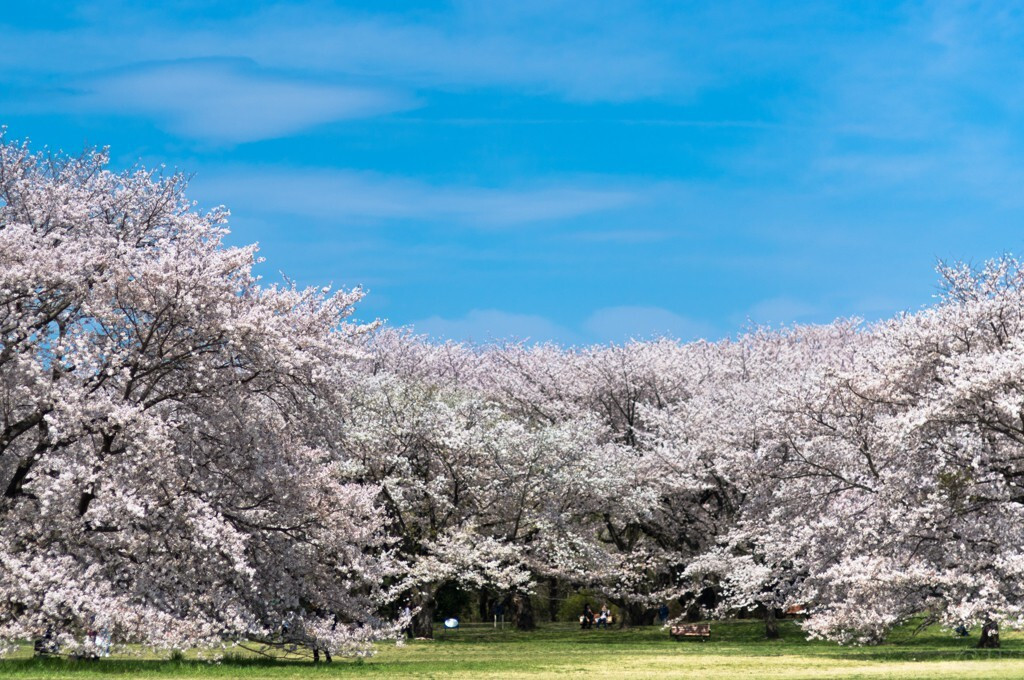 桜は見たいが人混みは勘弁 東京 お花見の穴場スポットを紹介 Icotto イコット