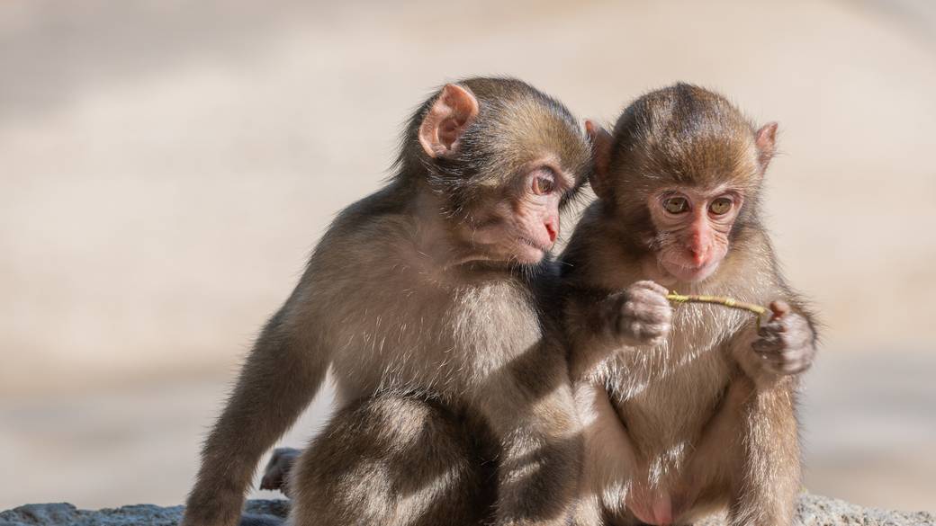 高崎山のニホンザル / 5