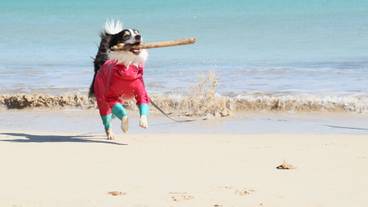 ペット同伴可 / 1