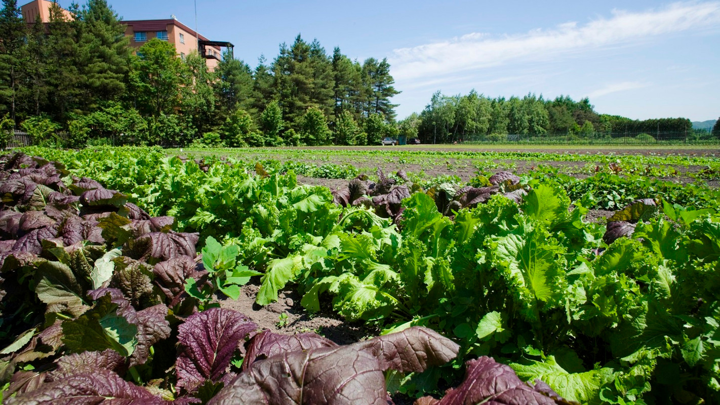 大平原ファーム