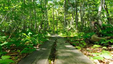 マウンテン ビュー / 14