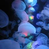 鶴岡市立加茂水族館（ツルオカシリツカモスイゾクカン）