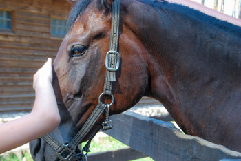 The child's hand strokes the bay horse on the head