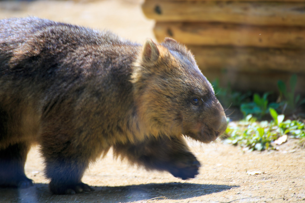 3.動物たちに癒される「五月山動物園(池田市)」1937630