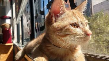 リビング エリア / 29