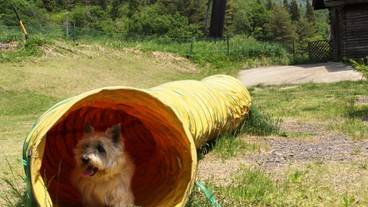 ペット同伴可 / 29