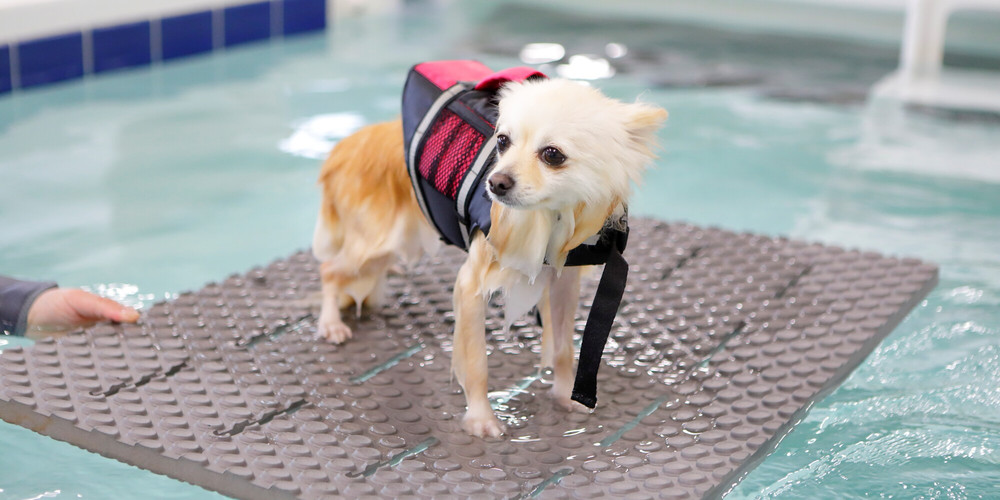 【鴨川・勝浦】自然の中でペットとのんびり♪おすすめホテル＆貸別荘7選 | icotto（イコット）の画像