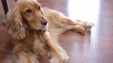 ペット同伴可 / 11