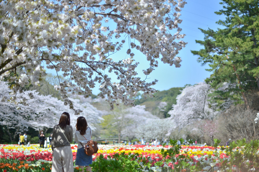 約3000種類の植物が咲く「はままつフラワーパーク」4090947
