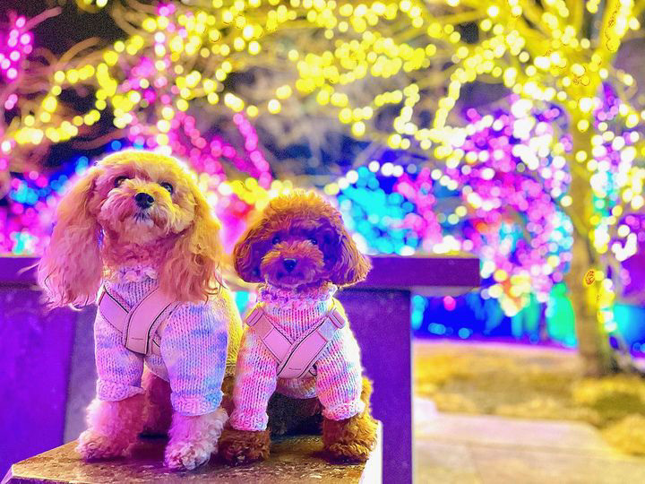 kitty_chan.poodleさんの写真 / 1