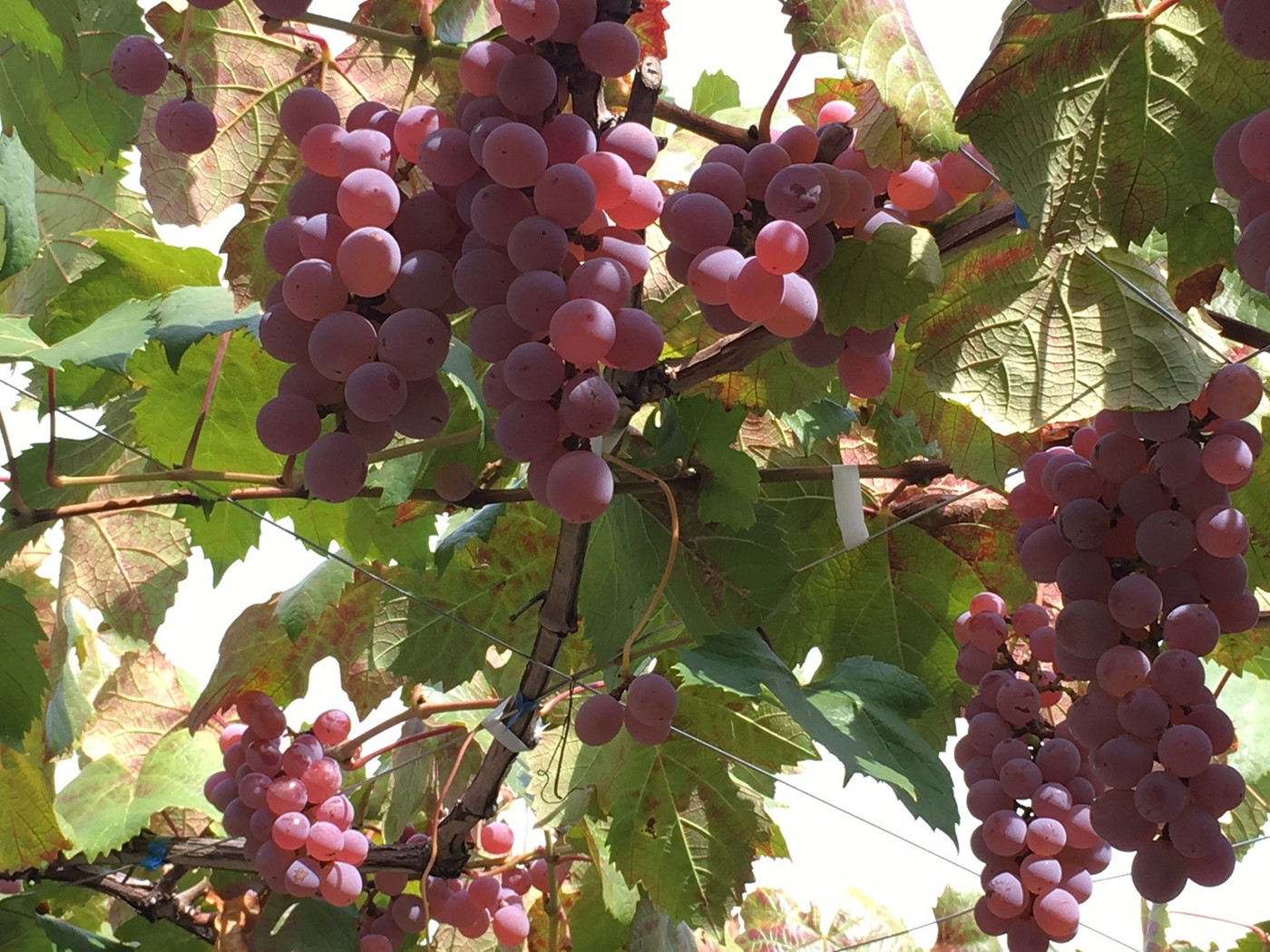 自家栽培の甲州ぶどうが何種類もの白ワインに生まれ変わります1356659