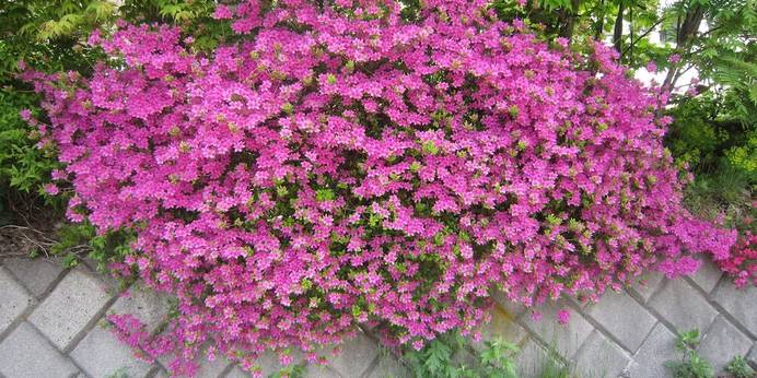 信州乗鞍高原温泉 木の香りのホテル グーテベーレ（長野県 ペンション） / 1