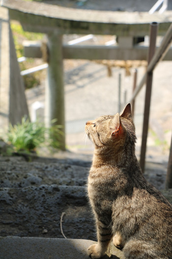 猫と鳥居