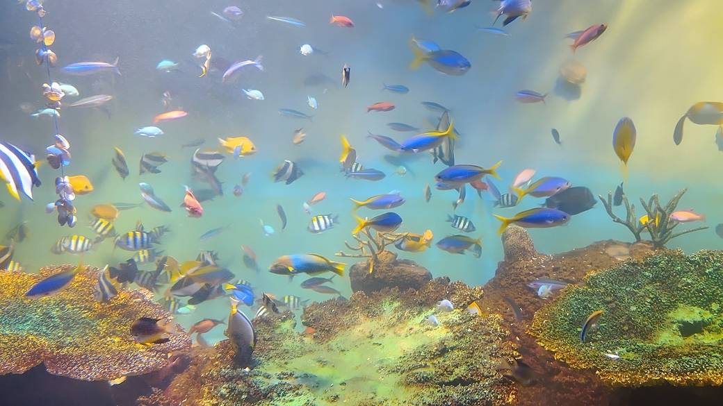 宮島水族館 みやじマリン / 5