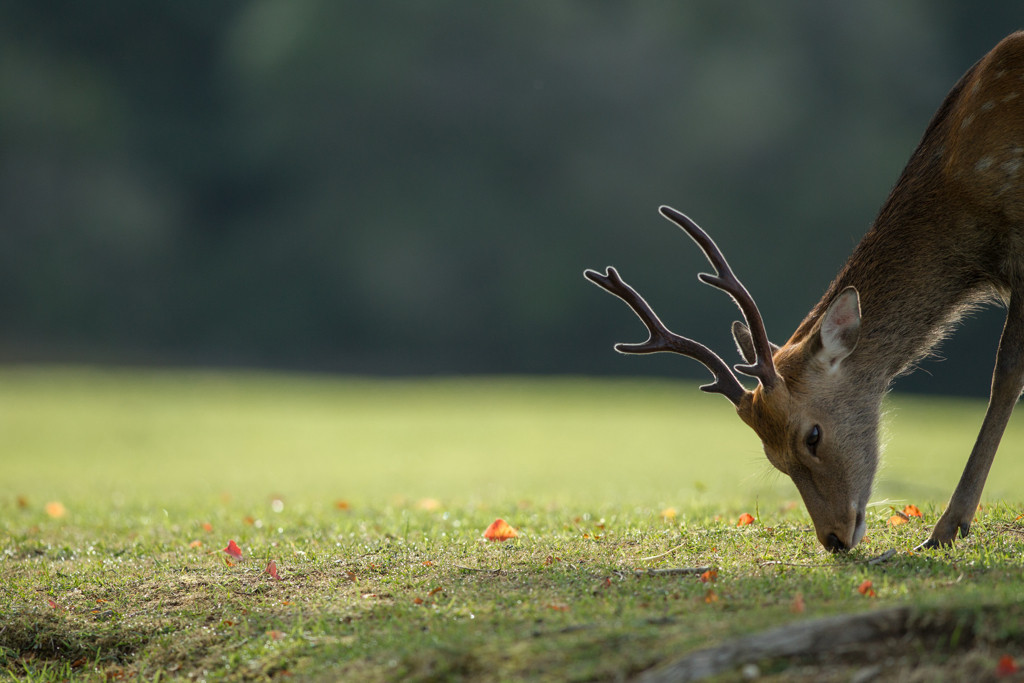 寺社と鹿に癒される2人だけの旅3632465