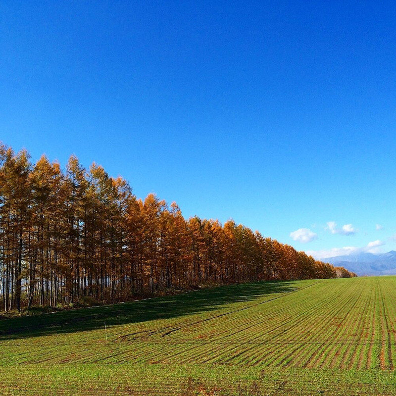 マウンテン ビュー