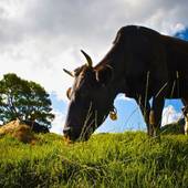 Spa Lodge Redwood Inn（レッドウッドイン）（長野県 ペンション） / 4