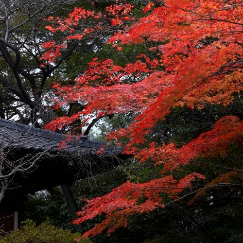 日本庭園　秋の紅葉