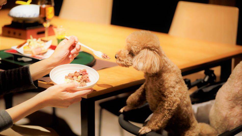 愛犬同伴OKの
レストランで懐石料理 / 2