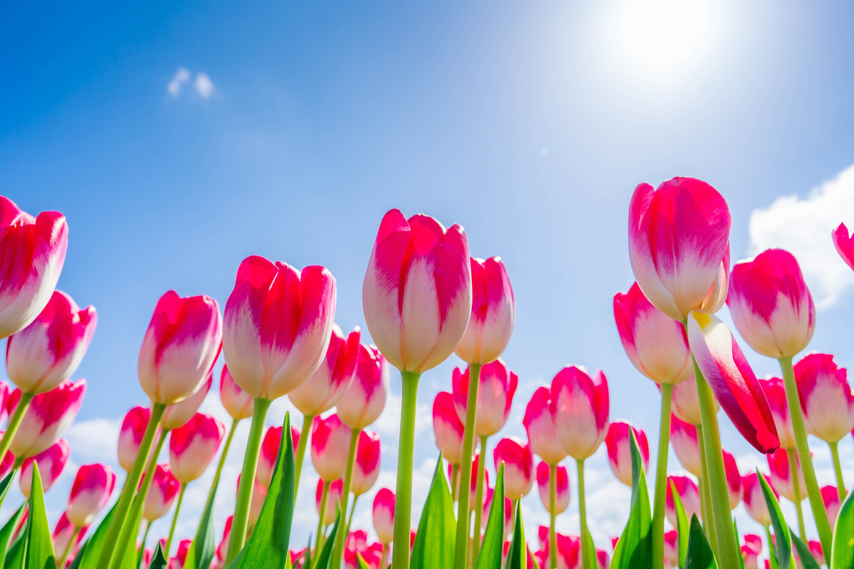 名物のチューリップ