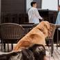 【ドッグヴィラ×ひたち牛コース】愛犬と大洗旅／ひたち牛食べ比べの贅沢プラン＜ひたち牛コース□部屋食＞ | 大洗パークホテル