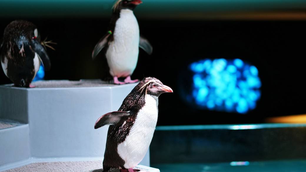 水族館 ペンギン / 1