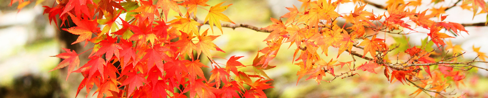 紅葉特集【2016年版】