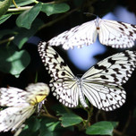 【鹿児島】蝶の島・喜界島でゆったり流れる島時間を満喫しよう。女子旅観光スポット10選