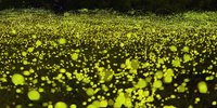 初夏の日帰り旅に！秩父・長瀞渓谷で一日遊んだら夜は大地の星空“ホタル”鑑賞へ