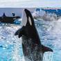 【５％OFF】【楽天スーパーSALE】水族館を楽しもう♪（1泊2食付き） | 鴨川シーワールドホテル