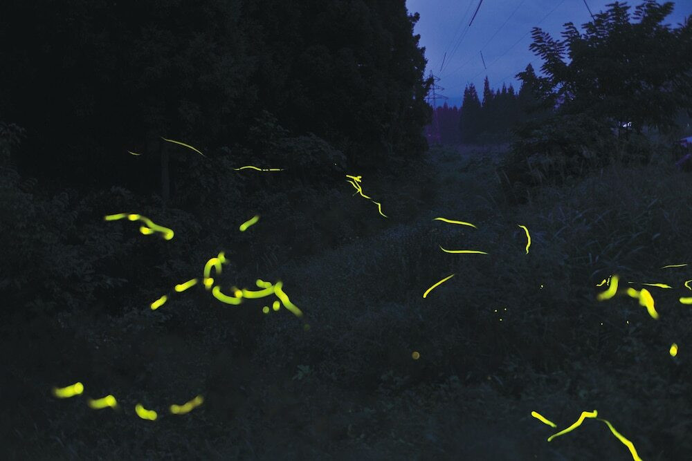 マウンテン ビュー