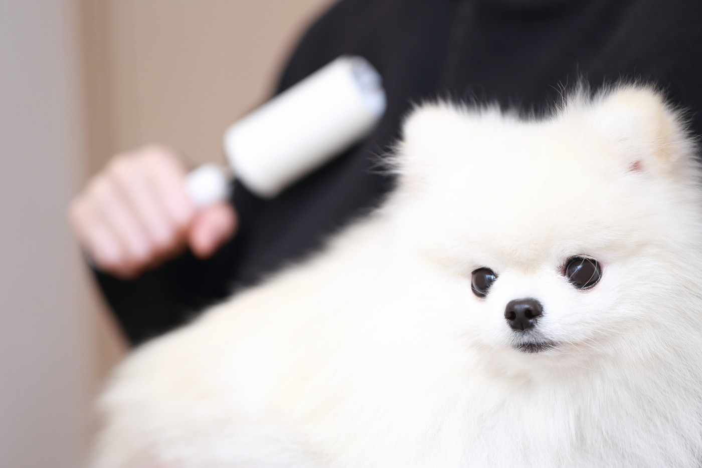 愛犬ポメラニアンを抱っこしたら服に抜け毛が付いたのでコロコロで掃除する女性