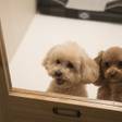 神戸のペットと泊まれるホテル7選｜愛犬愛猫と旅しよう♪