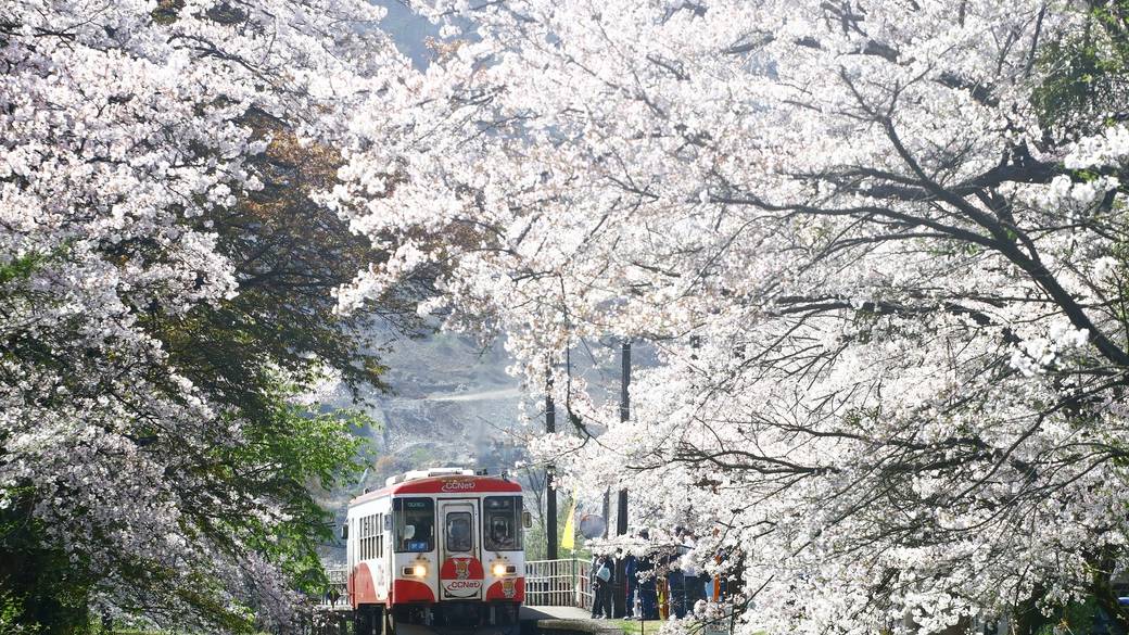 桜の季節の谷汲口駅 / 4