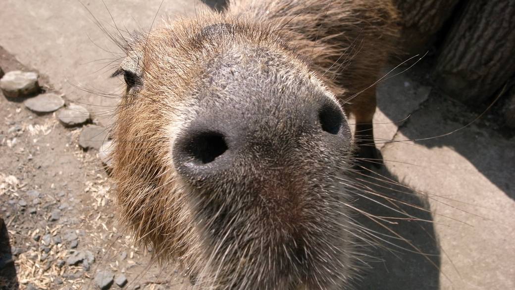 市原の名所で
可愛い動物に癒されて / 3