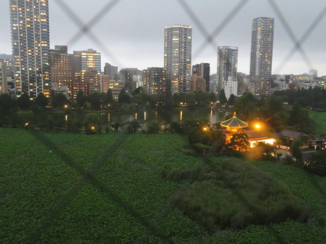 今回はお天気が崩れて、不忍池周辺の眺めが曇ってしまい残念