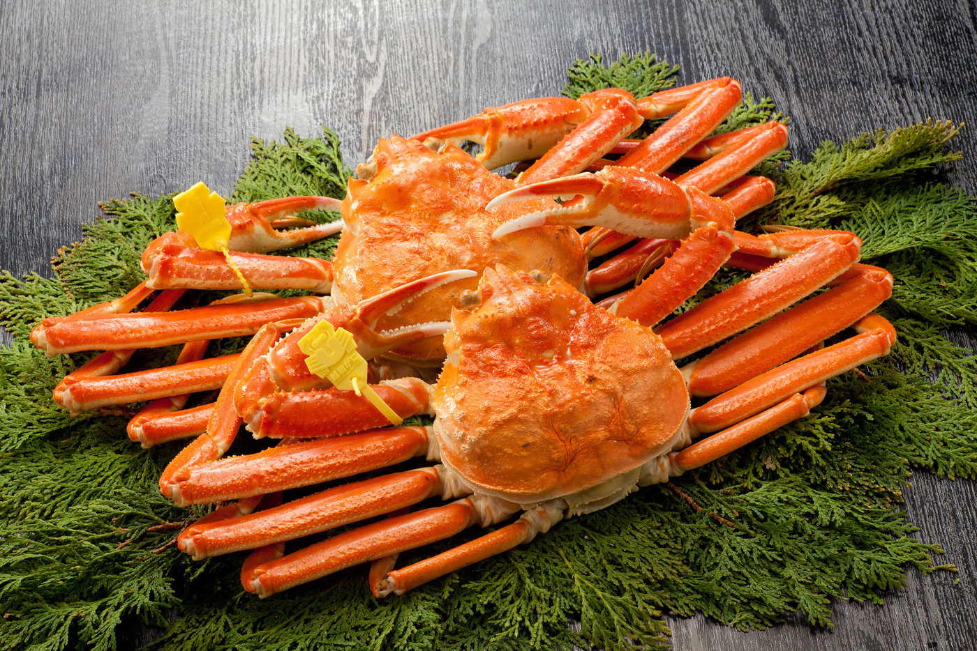 越前ガニ 腕タグ付き