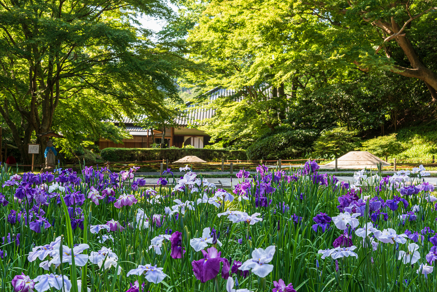 北鎌倉・明月院 本堂後庭園の花菖蒲
