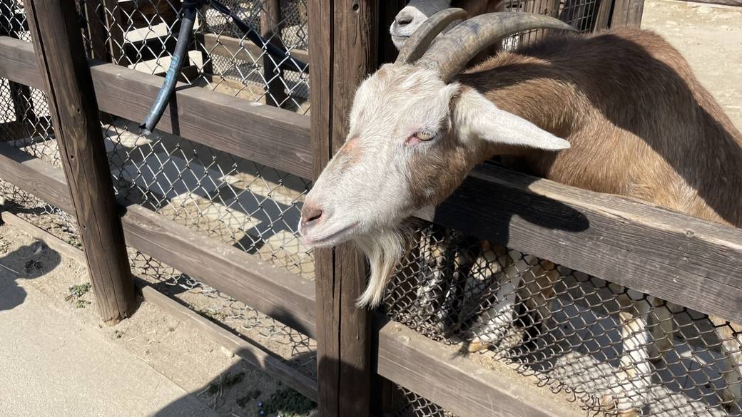 千本松牧場 餌やり体験 / 3
