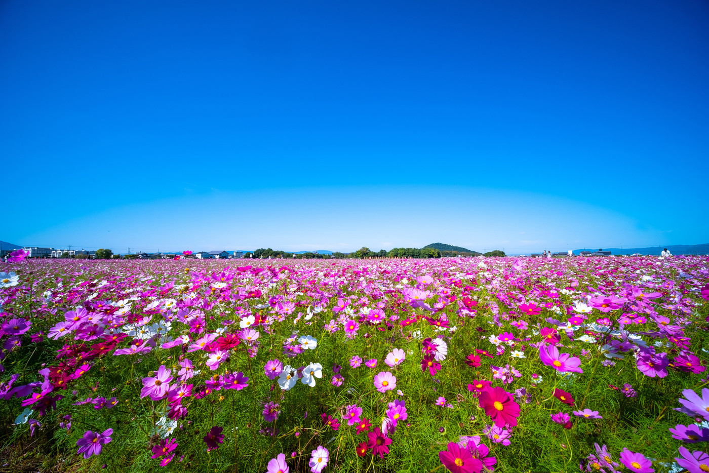 藤原宮跡のコスモス