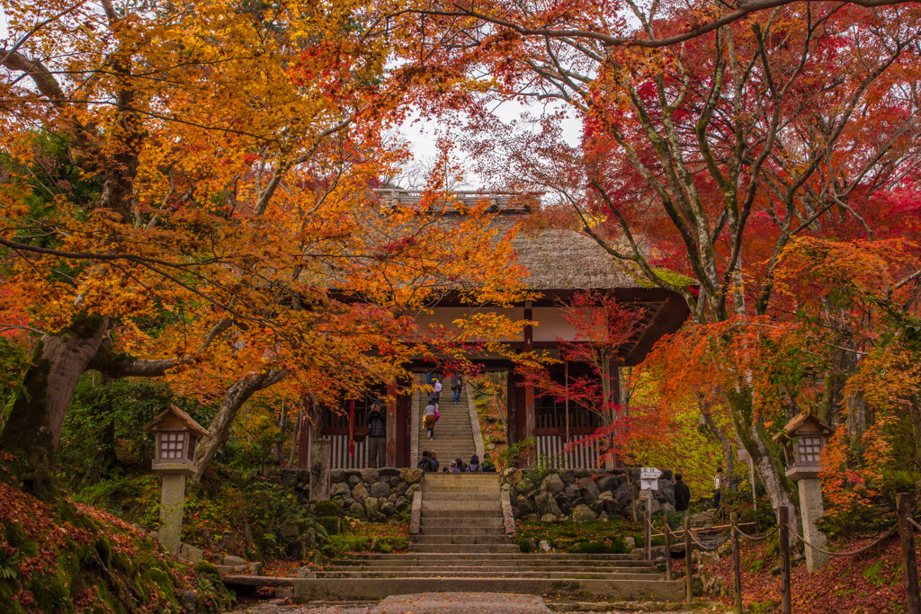 京都の光明寺の紅葉です。まさに盛秋ですね