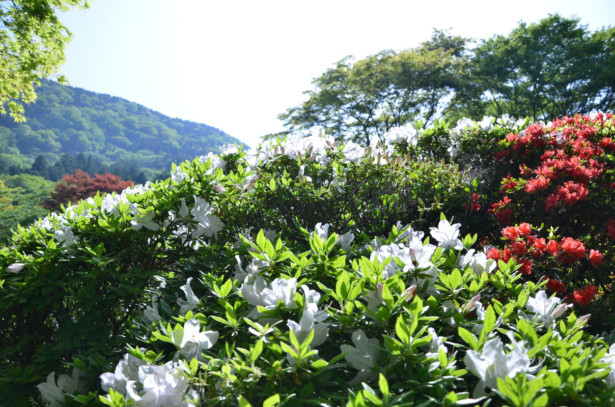 箱根小涌谷温泉 水の音(ハコネコワクダニオンセン ミズノト) / 2