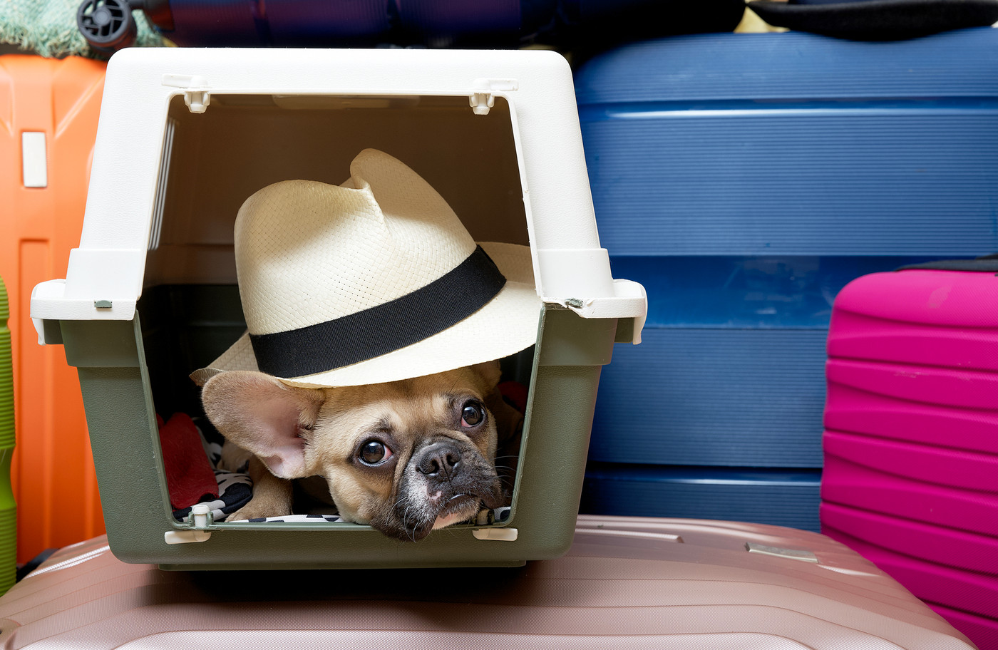 The bulldog dog lies in a carrier and waits for the start of the journey, calmly looking into the camera. 